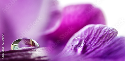 flower petals (orchid) with rain drops - macro picture