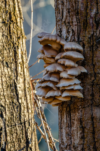 Oyster Mushrooms In The Little Spokane Natural Area