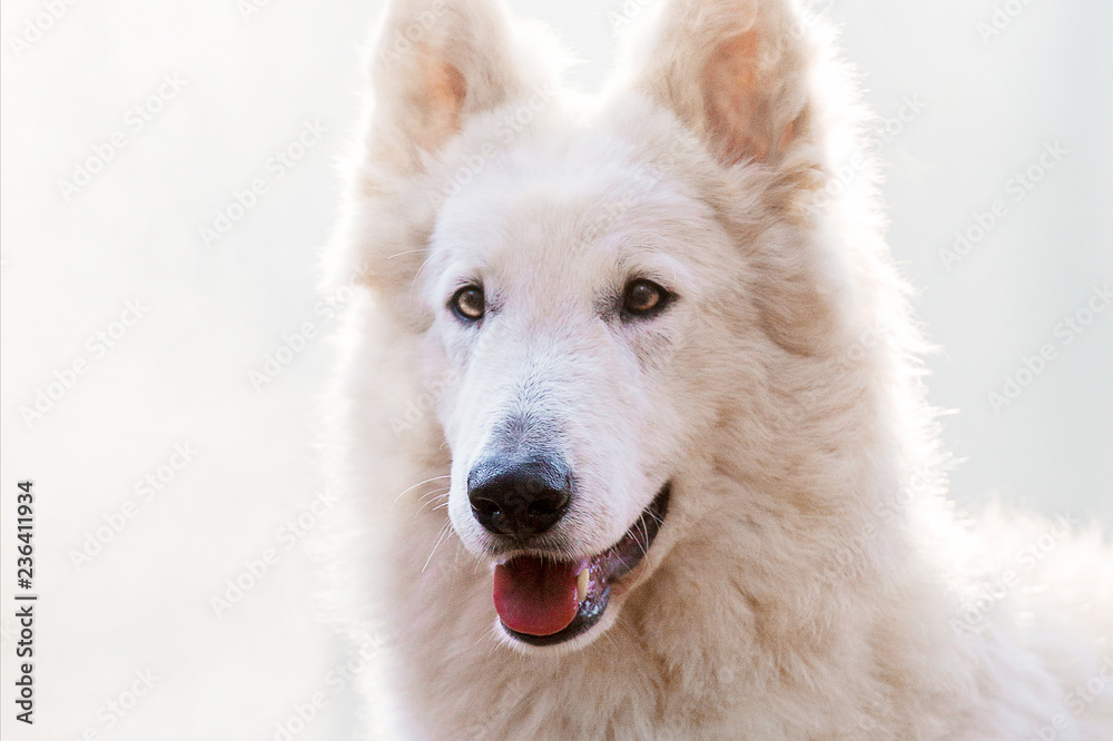 White Swiss Shepherd in the autumn forest