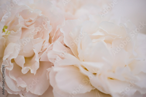 Fototapeta Naklejka Na Ścianę i Meble -  pink flowers bouquet in white background