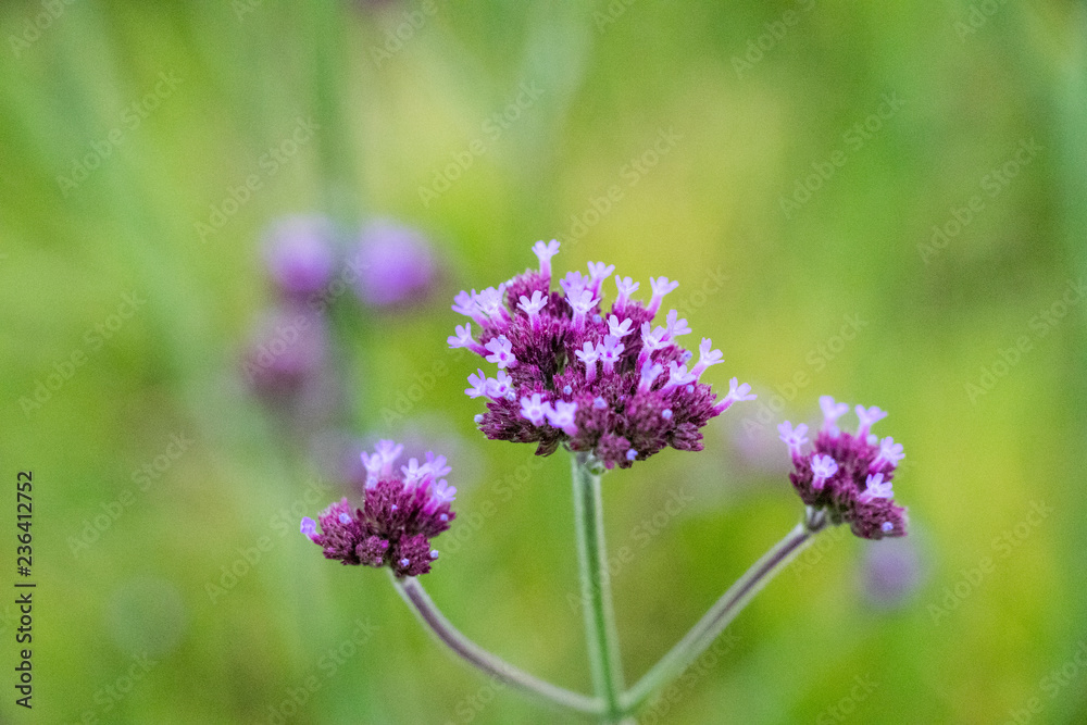 purple flower purple flower