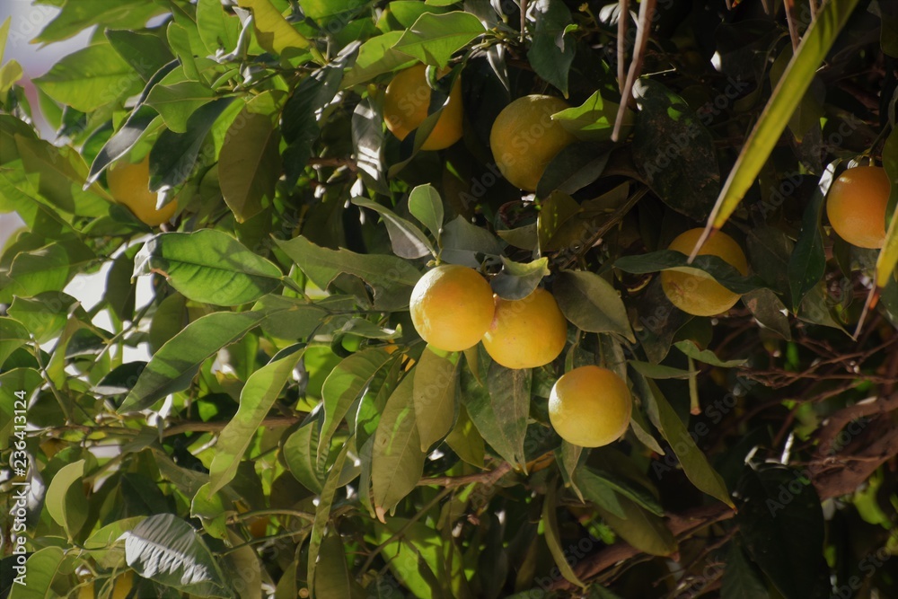 tropical fruit orange farm 