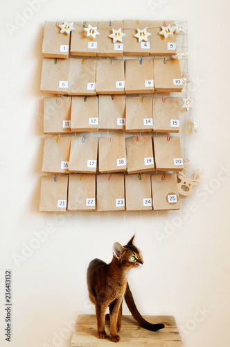 The Abyssinian cat is waiting for the advent calendar for Christmas. Mood Board with gifts and star garland .