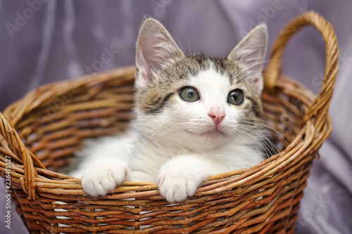 white with a gray kitten in a wicker basket © Evdoha
