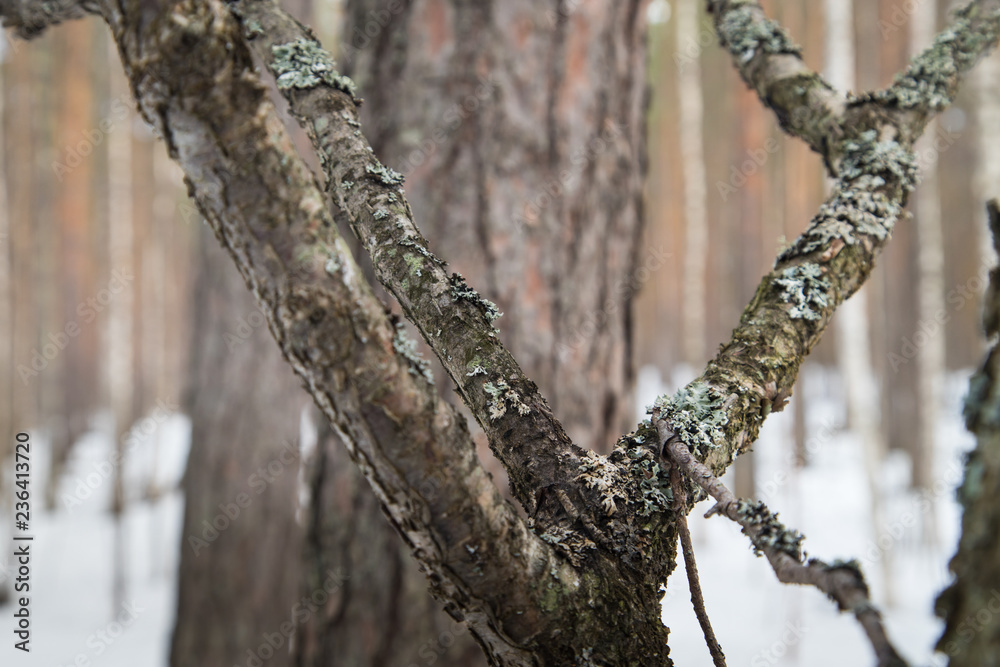 Obraz premium A tree in a pine forest in early spring