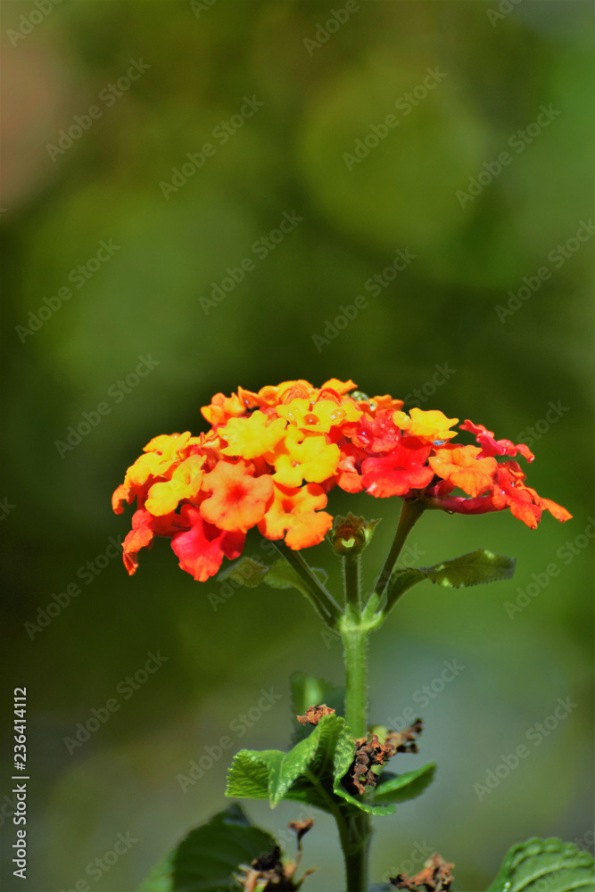 good morning beautiful flower good morning beautiful flower