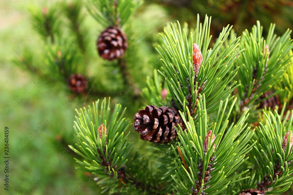 Fototapeta premium Pinecones