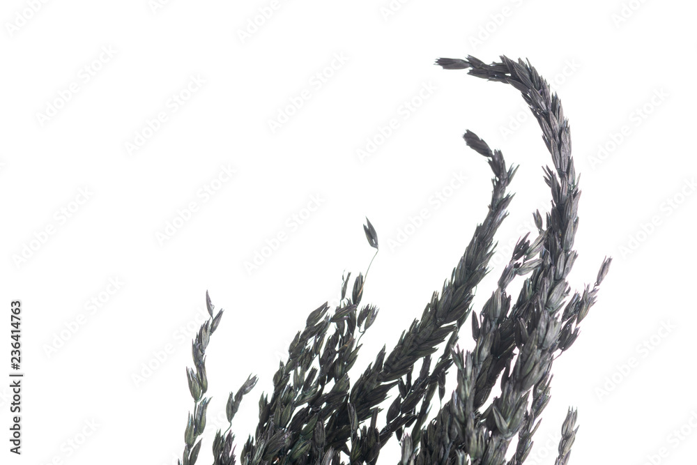 Fototapeta premium Dry color grass flower for interior decoration isolated on white background