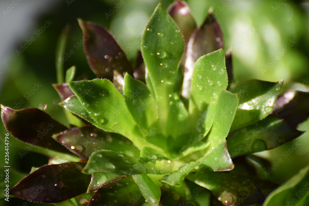 beauty green fresh plant beauty green fresh plant