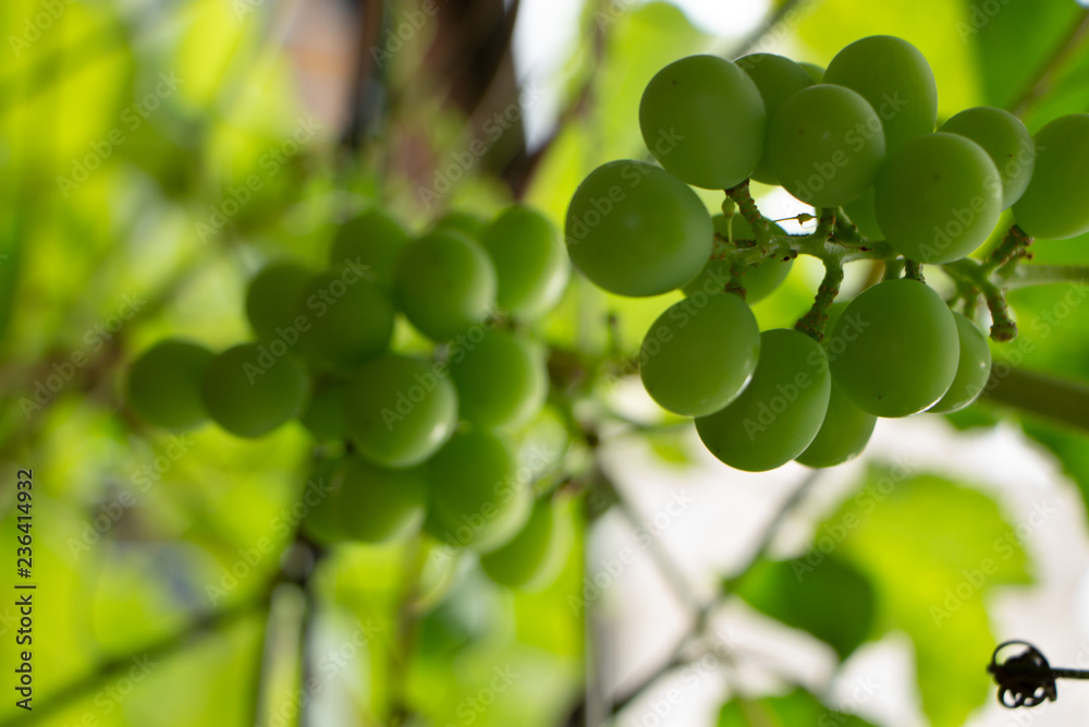 green grapes on vine