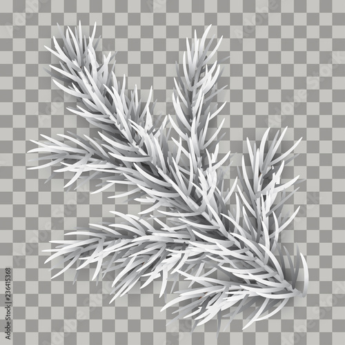 White Frozen Fir Twig Transparent