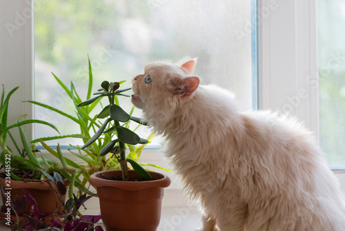 The furry cat is sitting on a white windowsill in indoor. The male persian kitten is eating a green houseplant. It is the concept of improper maintenance and feeding of a pet.