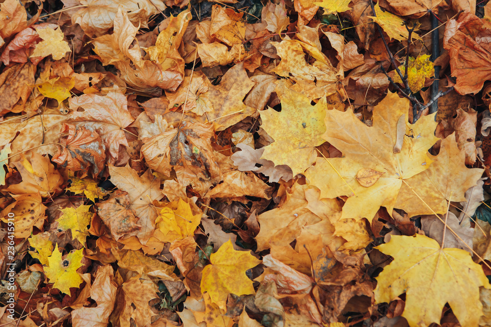 dry autumn leaves on the ground dry autumn leaves on the ground