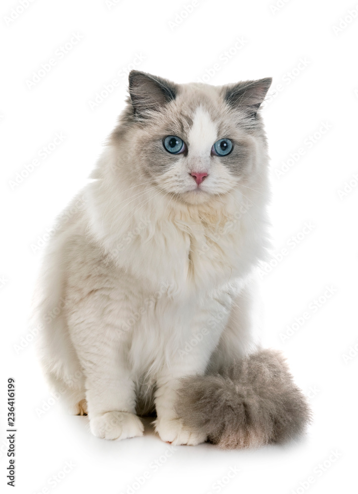 Obraz premium ragdoll kot w studio