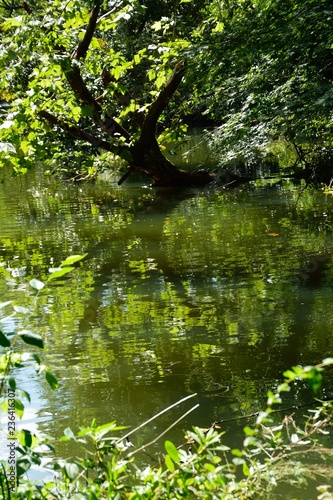 木々の緑が一杯の池の風景