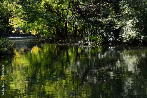 Fototapeta Naklejka Na Ścianę i Meble -  木々の緑が一杯の池の風景