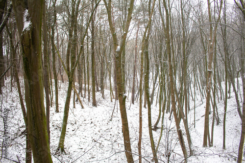 Polski las zimą
