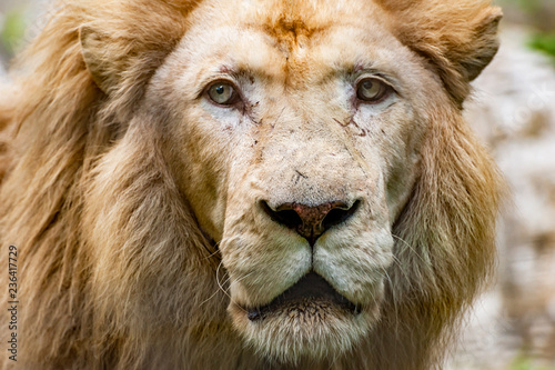 Lion head close-up