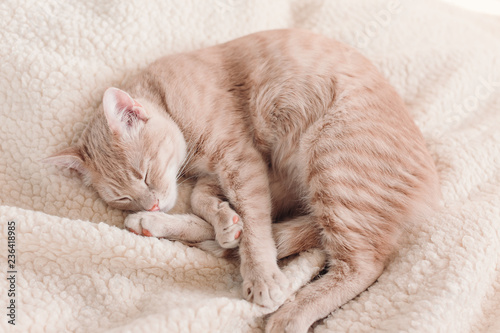Red cat sleeping on a white bed, pet, cozy home