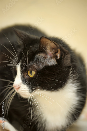 European Shorthair black with white classic cat portrait photo
