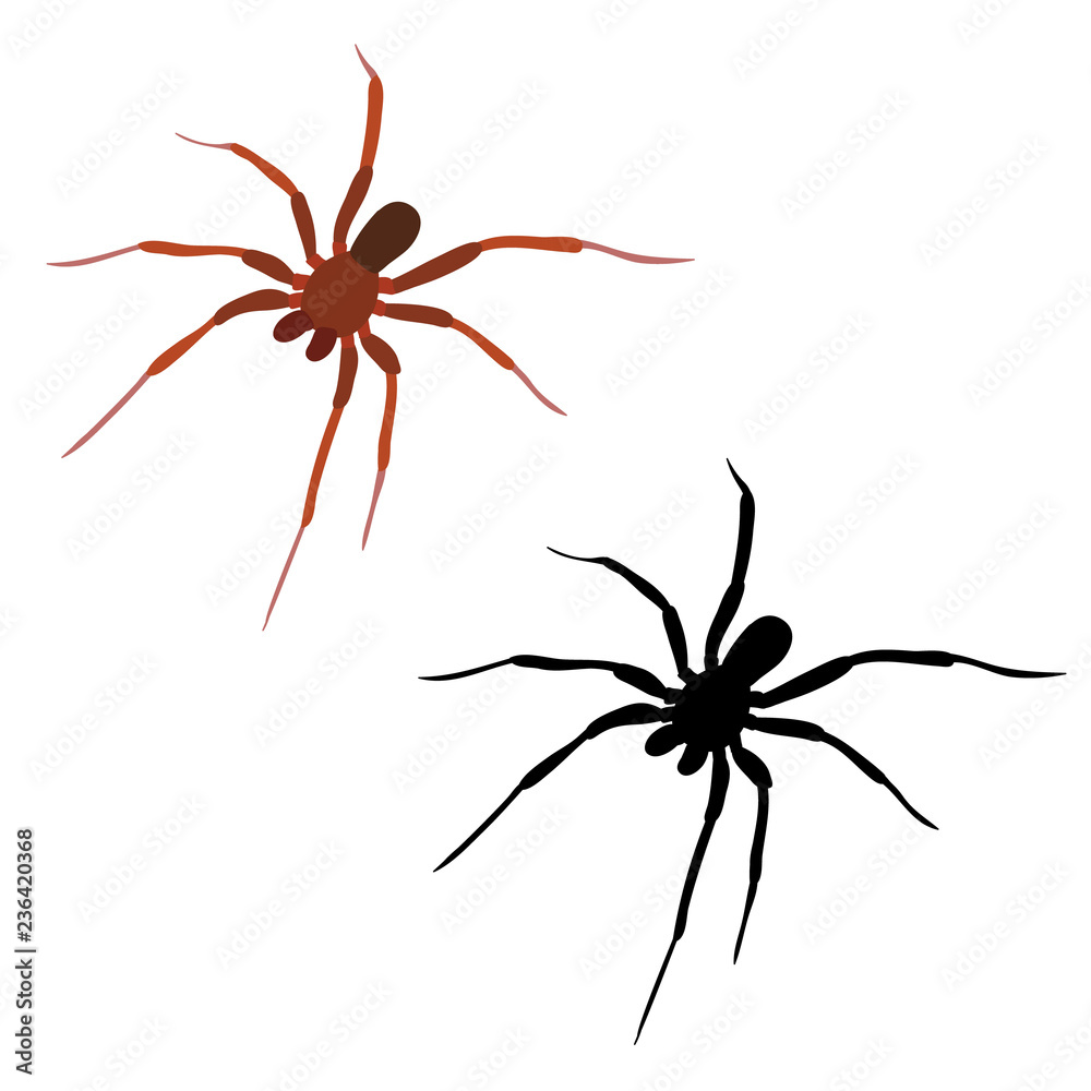vector, isolated spider, insect, silhouette vector, isolated spider, insect, silhouette