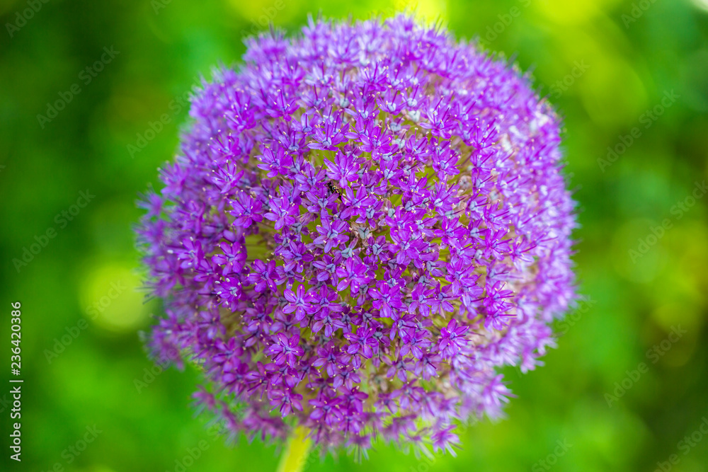 Fototapeta premium Spring flowers Purple alium onion bloom