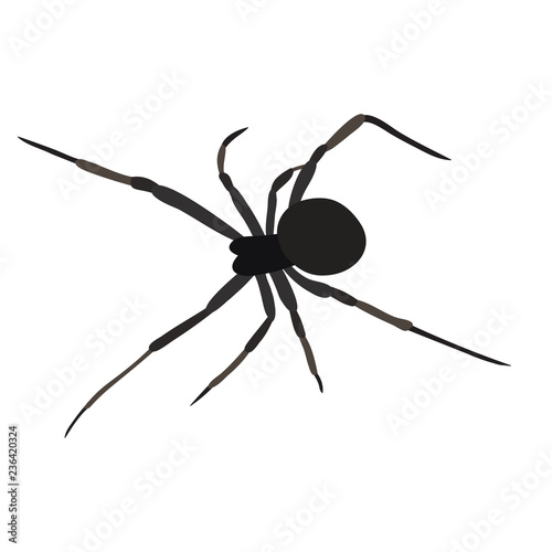 isolated, spider one on white background