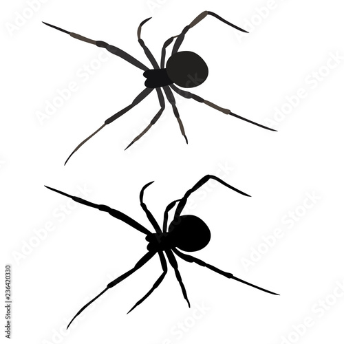 isolated spider, insect, silhouette