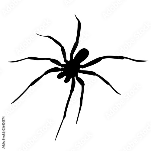 vector isolated on white background spider one