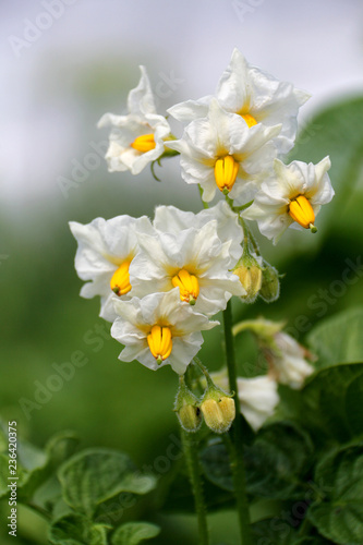 Fototapeta Naklejka Na Ścianę i Meble -  Flower of potato plant