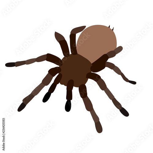 vector, isolated, spider tarantula