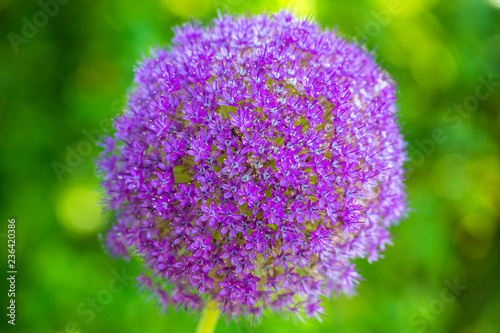 Spring flowers Purple alium onion bloom