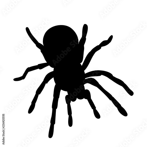 vector isolated silhouette spider insect
