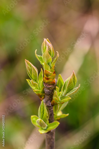 blooming buds of lilac