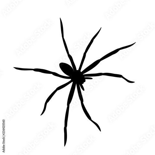 silhouette of a spider, insect on white background © zolotons