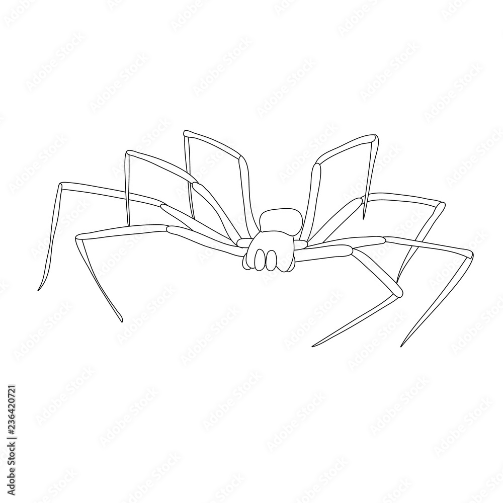 vector, isolated, sketch spider, contour on white background