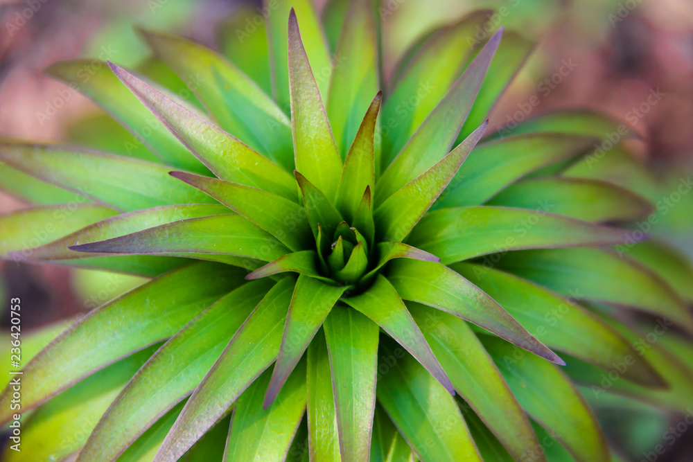 Obraz premium Young bush lilies in the spring garden, sprout royal orange lily
