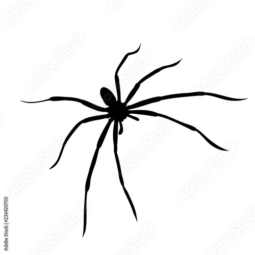 vector isolated silhouette of spider on white background