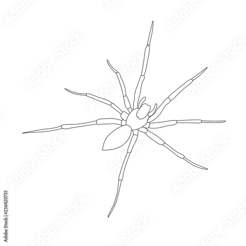 vector, isolated, sketch, contour, spider, insect