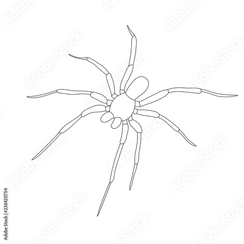 vector, isolated, sketch, contour, spider, insect