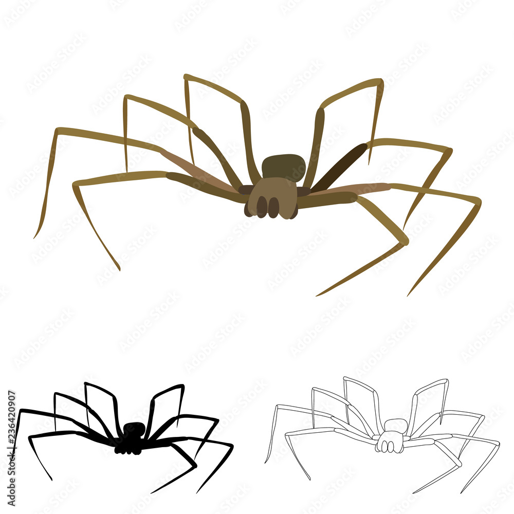 spider on a white background, with a sketch spider on a white background, with a sketch