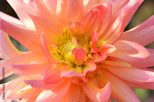 Fototapeta Naklejka Na Ścianę i Meble -  Blumen 983