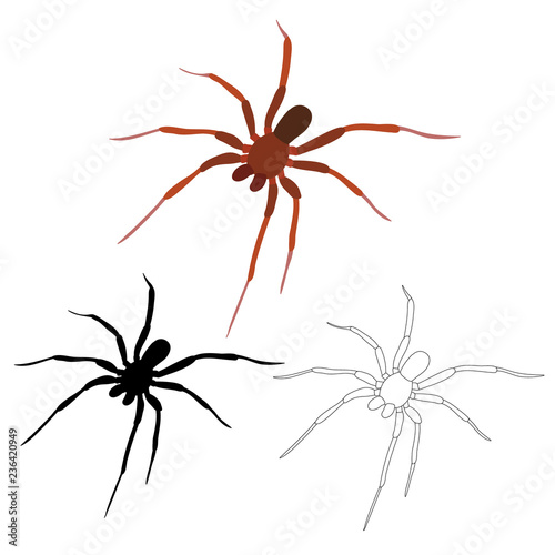 isolated spider, insect, silhouette, sketch