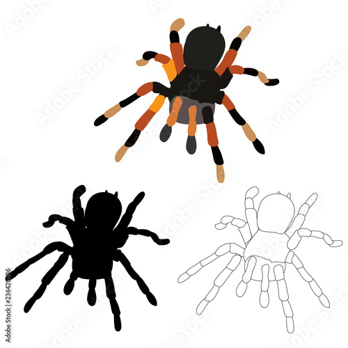 vector, isolated, insects, spider, sketch and silhouette