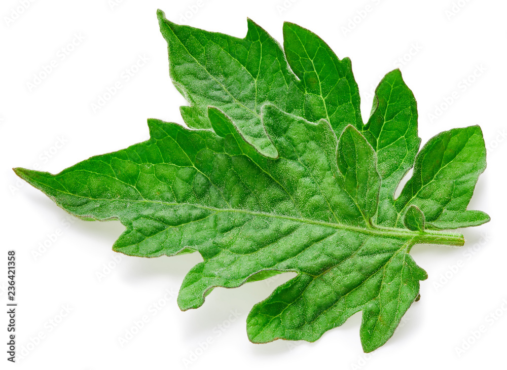 Tomato leaves isolated Tomato leaves isolated