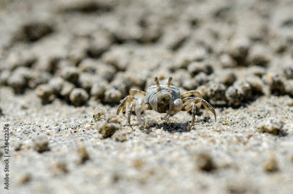 Crabs and sand grains on the beach with blurred background. Crabs and sand grains on the beach with blurred background.