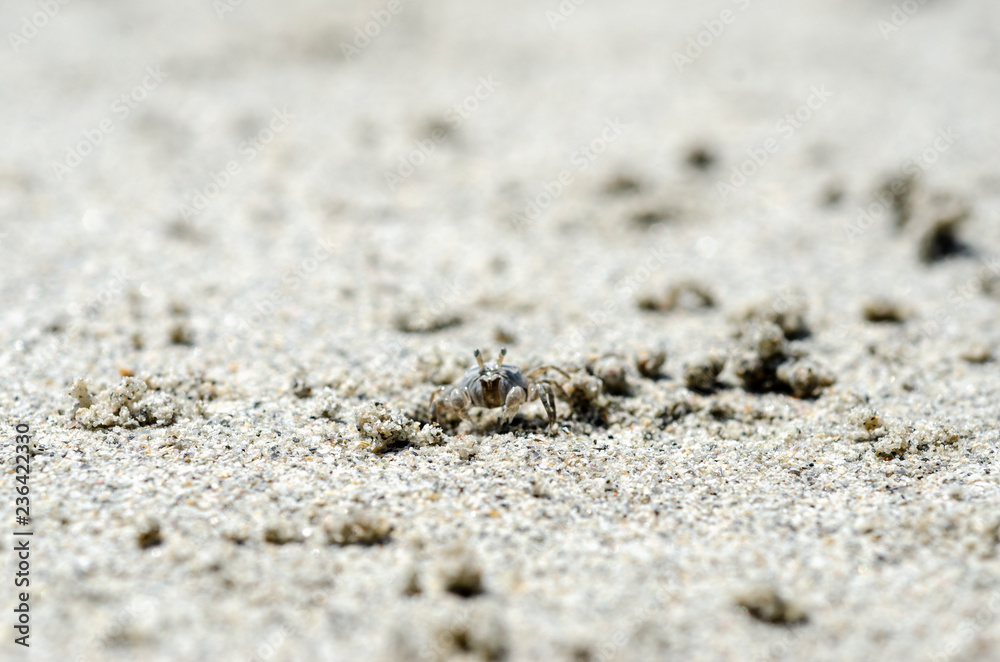 Crabs and sand grains on the beach with blurred background. Crabs and sand grains on the beach with blurred background.