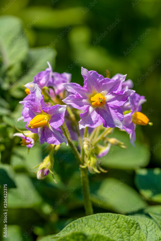 potato flowers blooming in the field