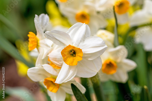 White narcissus (Narcissus poeticus)