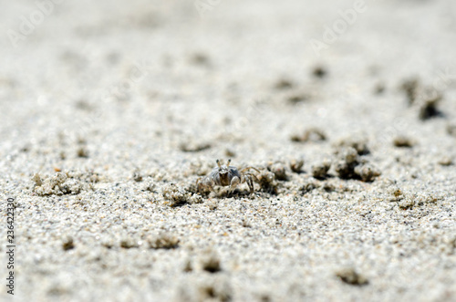 Crabs and sand grains on the beach with blurred background.